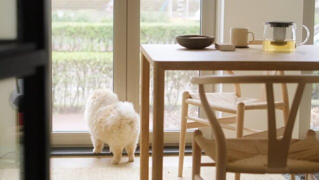 Beautiful dog of the Pomeranian breed sitting at home looks out the window and watches the passers-by. Stylish minimalist interior with wooden material