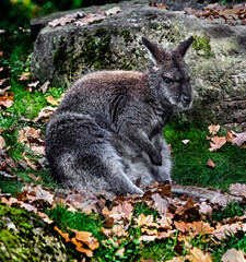 Bennett`s wallaby on the falllen leaves. Latin name - Macropus rufogriseus	
