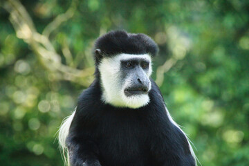 close up of a black and white colobus monkey, Uganda, Africa