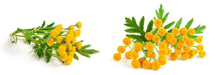 tansy isolated on a white background. Medical herb