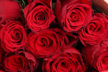 red roses background