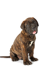 puppy isolated on white 