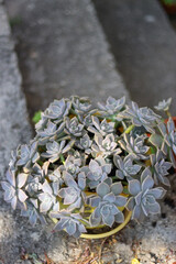 Ghost plant succulent in a garden. Selective focus.