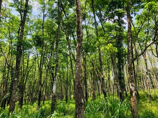 Fototapeta premium bamboo forest