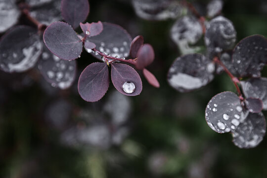 Branches tree leaves after rain, water drops shiny at sunlight, silver flare dew drops or raindrops. Nature background, aesthetic scenic view, ecology and beauty nature concept, grey blue dark color