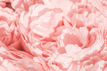 Peony flowers spring holiday flowery aesthetic nature close up pattern,  botanical design...