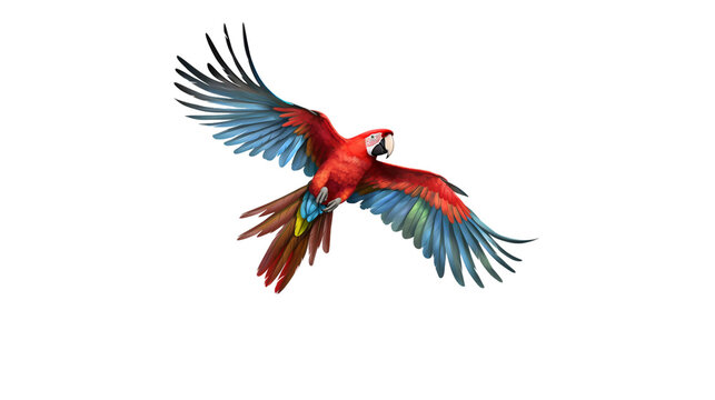 red macaw on transparent background for decorating projects. AI generative