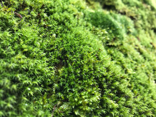 Detailaufnahme von grünem Moos in einem Wald