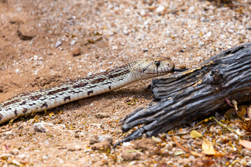 A Sonoran gopher snake, Pituophis catenifer affinis, slithering out of a round-tailed ground squirrel burrow while on the hunt in the Sonoran Desert. Pima County, Tucson, Arizona, USA.
