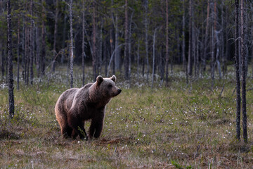 Obraz na płótnie Canvas Brown Bear - Ursus arctos large popular mammal in iconic nordic European forest, Finland, Europe