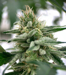 Lower Cannabis Bud Covered In Trichomes In Flowering Stage 