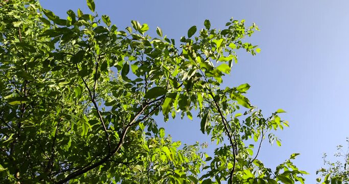 green walnut foliage in the spring season after flowering, the first beautiful and clean walnut foliage in sunny weather