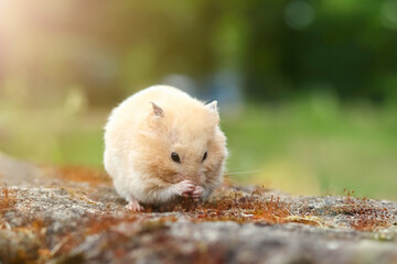 A cute hamster (Syrian hamster) washes on a rock, sun glare in the background
