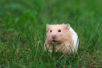 Cute hamster (Syrian hamster) in the grass