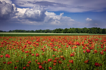 Red poppy flowers blooming in the field. Blue sky, summer day. 