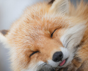 red fox portrait