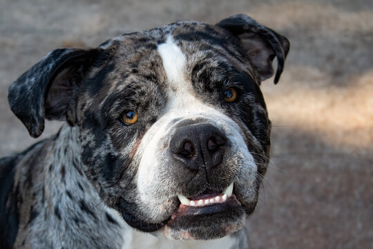 Beautiful Alapaha Blueblood Bulldog with underbite on a grey background