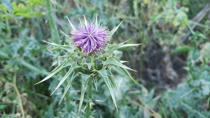 Milk thistle flowers are blooming beautifully.