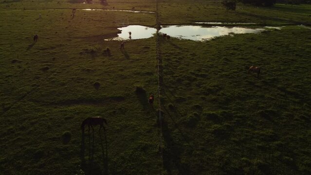  Escenas de paz y armon&iacute;a en la pradera con caballos en reposo