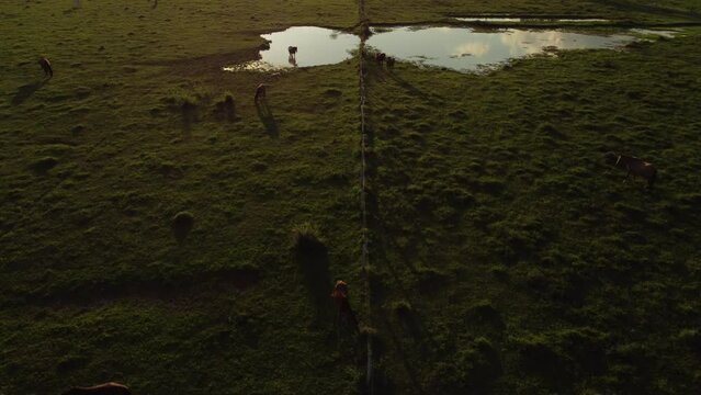 Caballos en la pradera al caer el sol