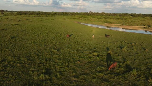 Caballos enmarcados por la belleza de la pradera
