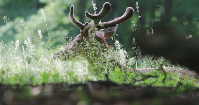 European fallow deer (Dama dama) with velvet antlers resting on the forest floor until he gets spooked, jumps and runs away. There are swarms of flies on its antlers.