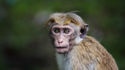 close up of a baboon