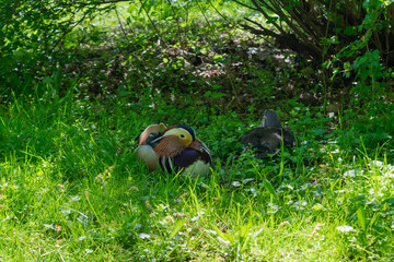 Mandarin ducks on the grass