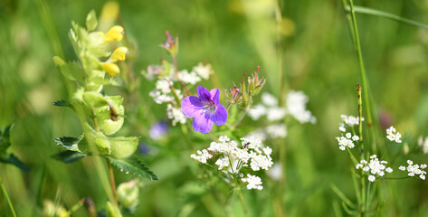 Wildblumen