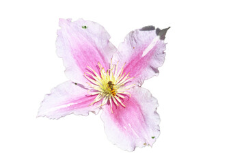 Naklejka premium clematis flower (Clematis)