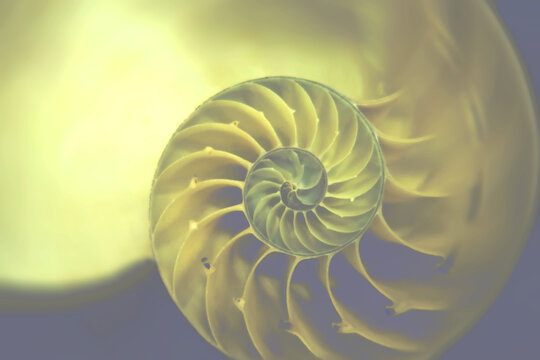 Nautilus spiral shell for background