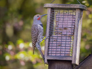 A northern flicker grasps a suet feeder