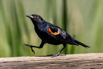 A red-winged blackbird walks on a rail