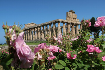 Obraz premium Griuechischer Tempel in Paestum, Kampanien - Greek temple in Paestum, Campania, Italia