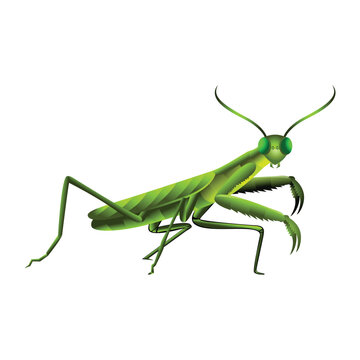 Vector Cartoon praying mantis Character isolated illustration