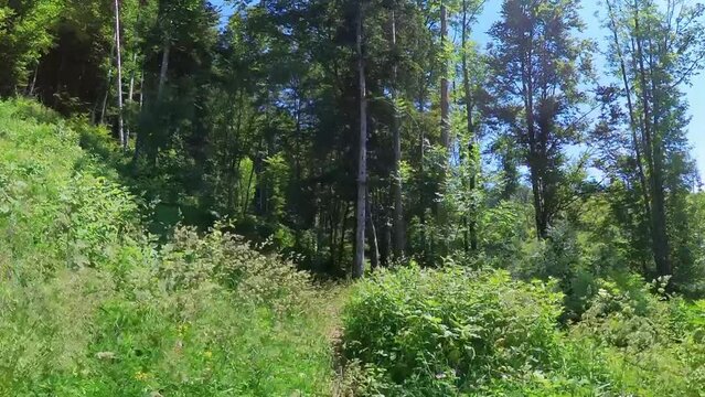 Passeggiata lungo un sentiero nella natura
