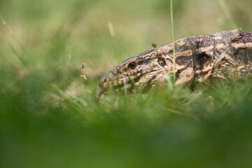 Portrait of Red Tegu Lizard (Salvator rufescens) walking in a pasture in the province of Córdoba, Argentina.