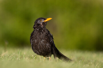 Portrait of a Sombre Thrush (Turdus chiguanco) in a green pasture environment.