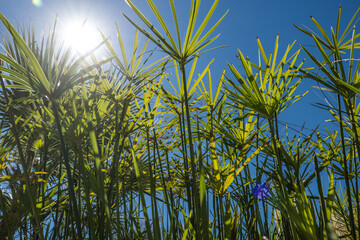 Papyrus plant by the lake in the garden