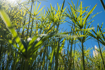 Papyrus plant by the lake in the garden