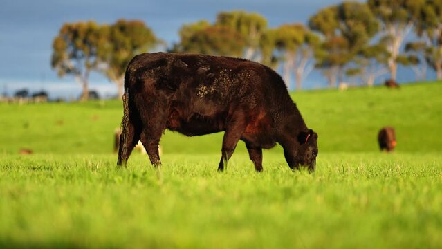 cow eating grass. angus livestock grazing on pasture