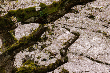 Pink and white cherry blossoms on a cherry tree