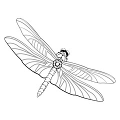 Vector Cartoon DrangonFly Character isolated illustration