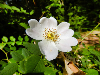 Close up of a white Dog Rose (Rosa canina). A vigorous climbing wild rose, known in Shakespeares time as Eglantine
