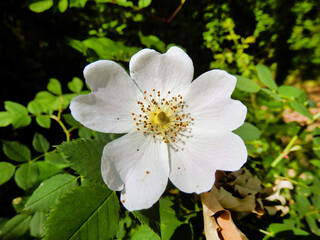 Close up of a white Dog Rose (Rosa canina). A vigorous climbing wild rose, known in Shakespeares time as Eglantine
