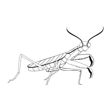 Vector Cartoon praying mantis Character isolated illustration