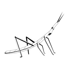 Fototapeta na wymiar Vector Cartoon stick insect Character isolated illustration