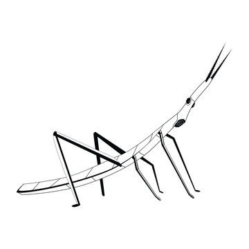 Vector Cartoon stick insect Character isolated illustration