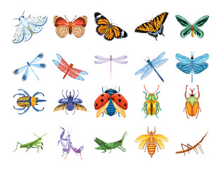 Set Vector Cartoon Entomology Insects Character isolated illustration