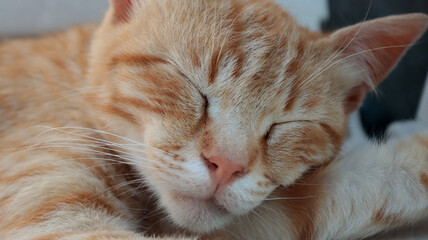 close-up of the muzzle of a cat sleeping on a deck chair
